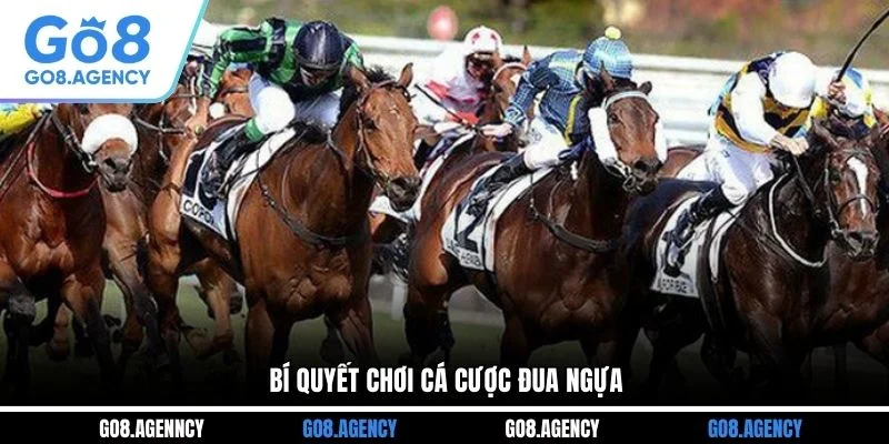 Bí quyết chơi cá cược đua ngựa Bí quyết chơi cá cược đua ngựa