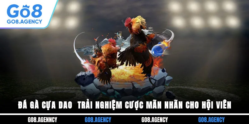 Đá Gà Cựa Dao - Trải Nghiệm Cược Mãn Nhãn Cho Hội Viên