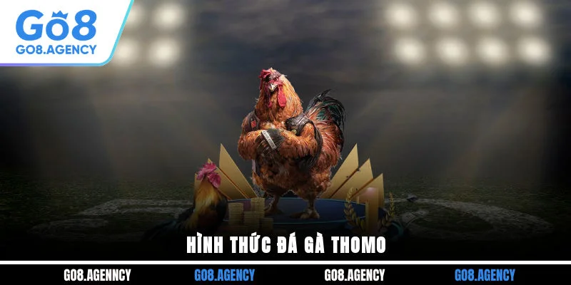 Hình thức đá gà Thomo Hình thức đá gà Thomo